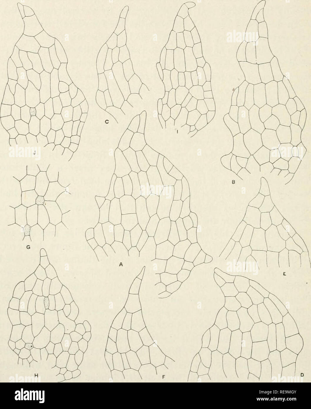 . Contributions from the Osborn Botanical Laboratory. Plants. 298 Alexander W. Evans, cJienopoda refers to the female receptacle, and it has already been pointed out that a quadritid female receptacle is not found. Fig. 16. AIarchantia chEnopoda L. Appendages of ventral scales, x 100; G represents the median portion of an appendage with two cells containing oil-bodies. A-C. Cuba, C. Wright, in Hep. Cubenses. D, E. Jamaica, A. W. Evans 258. F, G. Jamaica, W. R. Maxon 403. H, I. Porto Rico, F. L. Stevens 1844; J. Guadeloupe, T. Husnot, in PI. des Antilles 796. normally in any known American spec Stock Photo