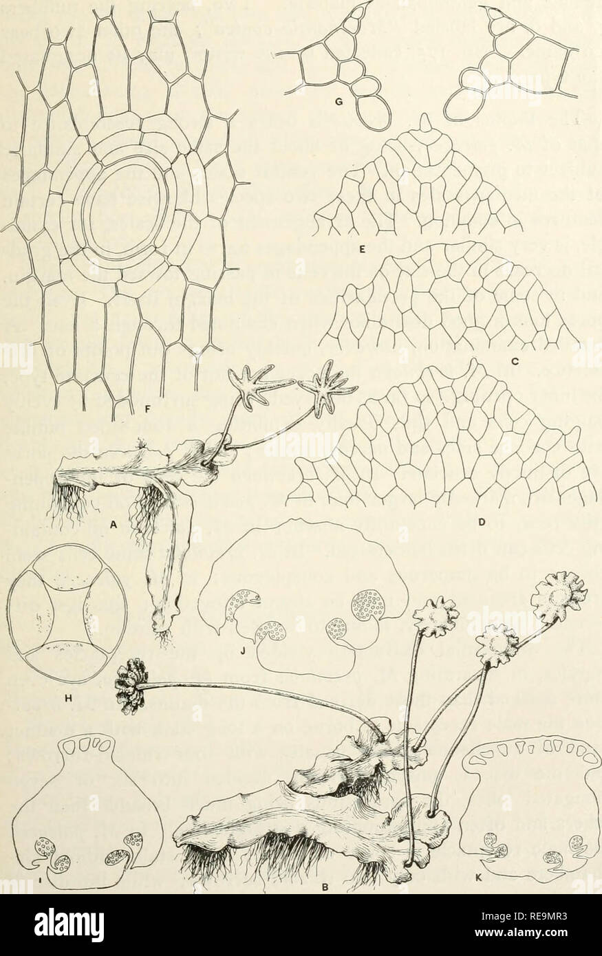 . Contributions from the Osborn Botanical Laboratory. Plants. American Species of Marchantia. 267. Fig. 9. Marchantia breviloba Evans Plants, natural size, and various anatomical details. A. Male plant, x i. B. Female plant, x i. C-E. Appendages of ventral scales, apical por- tions X 100. F. Epidermal pore of thallus, surface view, x 225. U Pore in cross-section, x 225. H. Inner opening of pore, x 225. 1, J. Stalk of male receptacle, cross-sections, x 40; I was cut near base, j, near apex. K. Stalk of female receptacle, cross-section, cut near base. A. Jamaica, W. R. Maxon 1115. B-D, F-K. Jama Stock Photo