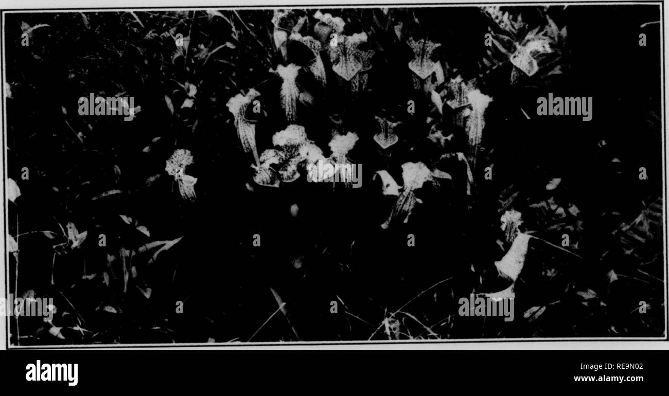 . Contributions from the Botanical Laboratory, vol. 11. Botany; Botany. be found lay 10 miles south of Millen and thus fully 50 miles south of Au- gusta. Several rooted clumps were col- lected, packed in wet moss, carried with us until we could find a state inspector and get them certified as pest-free, and then shipped home. Some of these were planted outdoors in a wild-life preserve controlled by Mr. Burk in southern New Jersey, where they have survived the first winter, at least. The remainder w^ere held in a cool greenhouse, and bloomed freely during early spring. Pitcher-plants were, howe Stock Photo