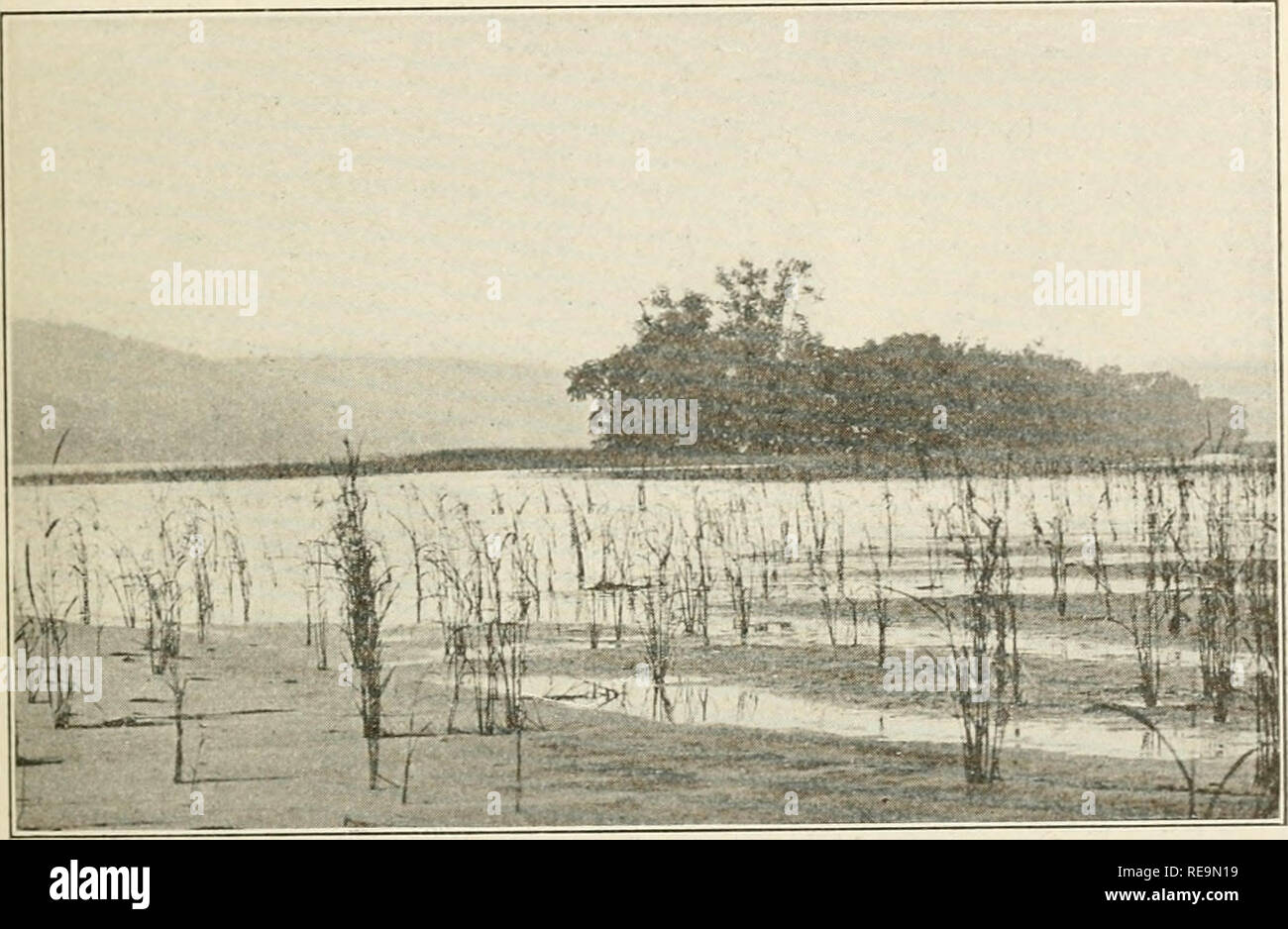 . Contributions from the Osborn Botanical Laboratory. Plants. Nichols: The vegetation of Connecticut 255 plain succession. The pond-lilies also are usually absent. Com- monly the first forms to appear arc submersed species, such as the pondweeds {Potamogeton sp.), VaUisveria spiralis and Elodea canadensis, which may grow in water four or even more feet in depth. In shallow water various aquatics with aerial foliage are ordinarily conspicuous. Of these, the following species are perhaps the most noteworthy:*. Fig. 6. Flood plain island in the Connecticut River, at Haddam. The plant in the foreg Stock Photo