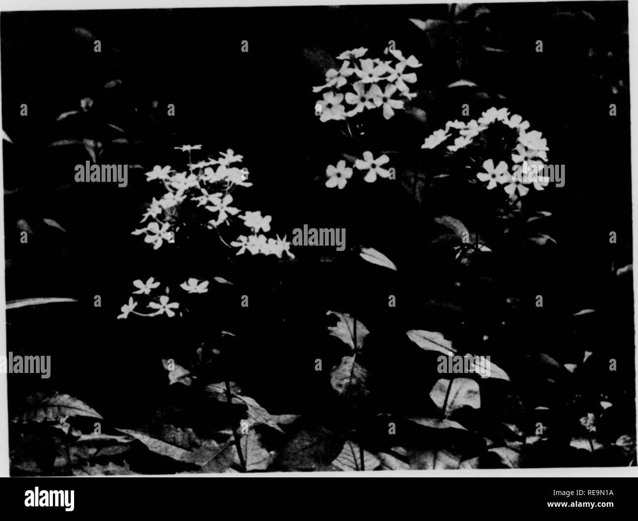 . Contributions from the Botanical Laboratory, vol. 11. Botany; Botany. Fig. 1. Phlox ampUfoUa. One mile iioitlieast of Willets, Jackson County, North Caiolinn,. PHILADELPHIA BOTANICAL CLUB 15 III &gt;• [&gt; Fig. 2. Phlox ampUfolia. In cultivation; originally from Indiana. 14. Phlox amplifolia Britton. Broad-leaf Phlox. Plate 2. History.—Among the names regarded as synonyms of P. paniciilata Linne by Gray^ in his revision of the Polemonia- ceae was included '^P. glandulosa, Shuttleworth, coll. Kugel, pubescent form.'' So little description was thus given that the name lacks validity, but it m Stock Photo