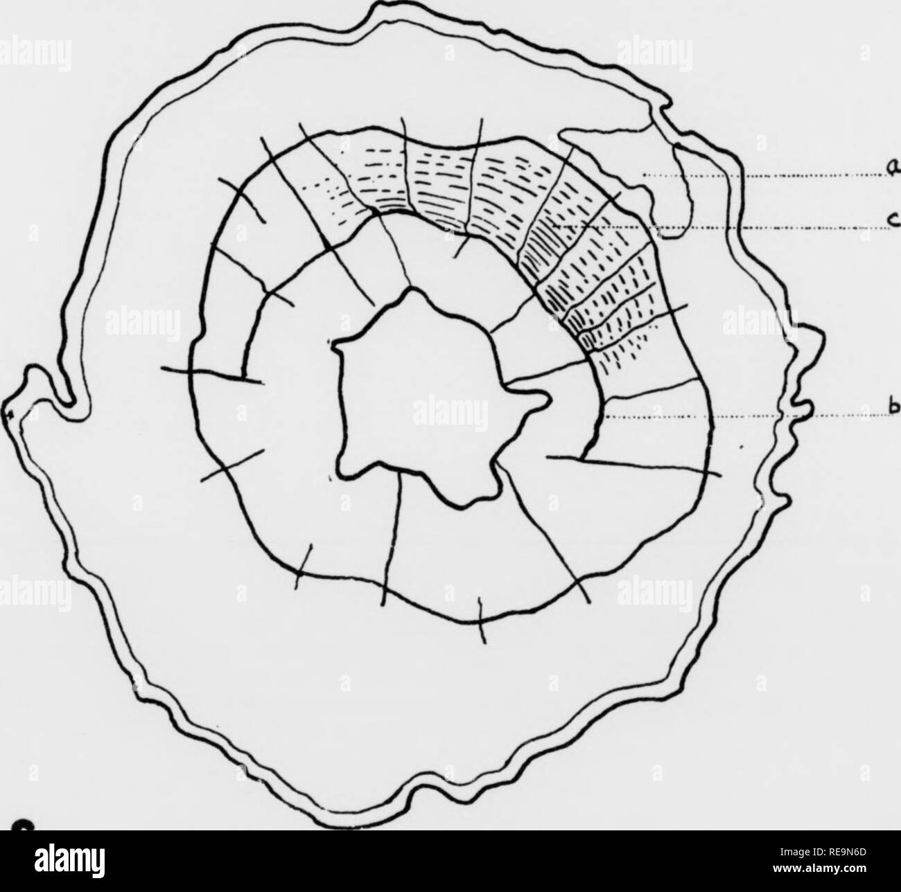 Contributions from the Botanical Laboratory, vol. 12. Botany