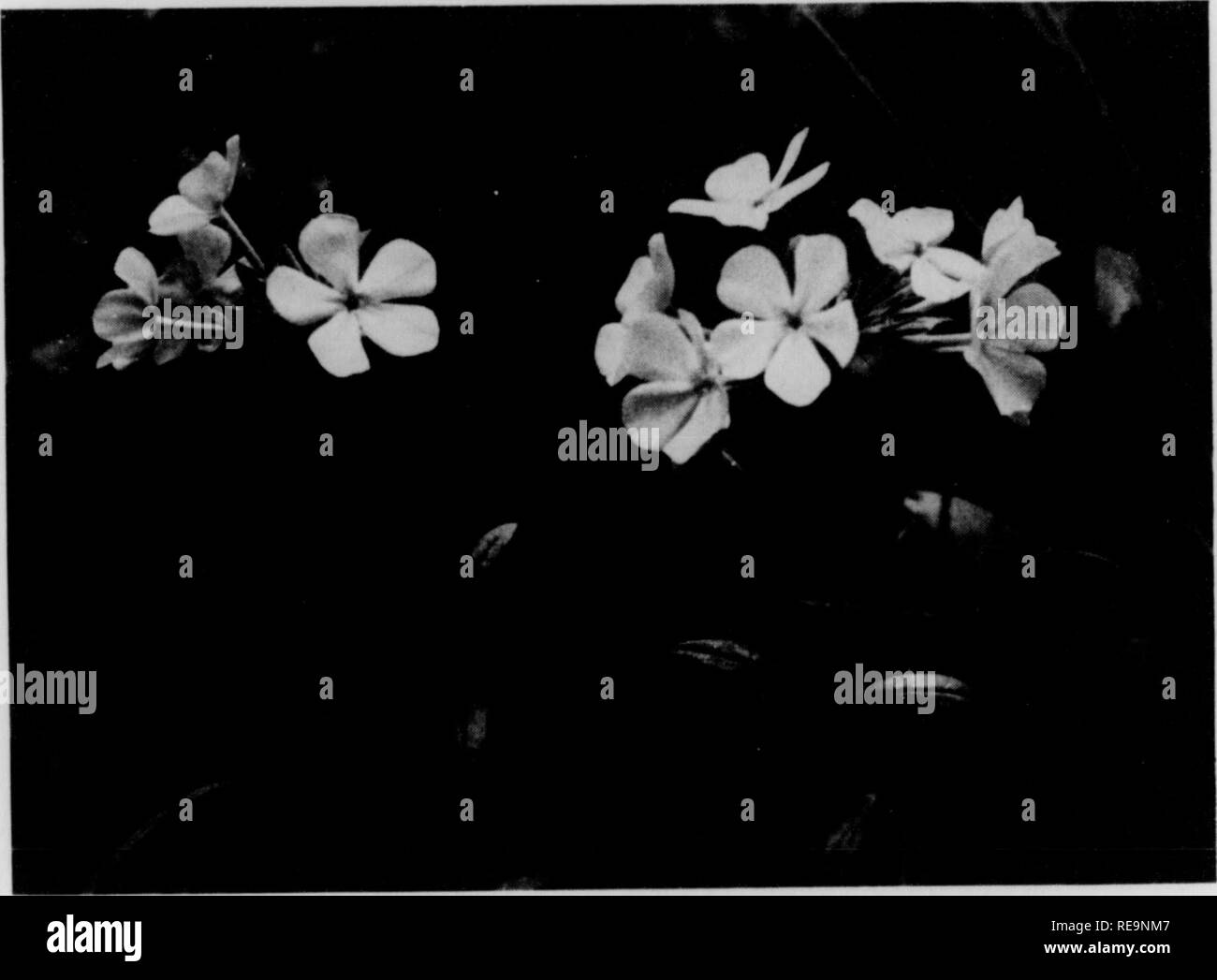 . Contributions from the Botanical Laboratory, vol. 8. Botany; Botany. Fig. 1. Phlox amocna waiteri. Six miles north of Jeniison, Chilton County, Alabama.. f.^&gt; &gt;i Fig. 2. Phlox amocna valtcri. In cultivation; originally from North Carolina. 7. Phlox amoena Sims. Hairy Phlox. Plate 3. History.—This species is recorded to have been discovered by Fraser in 1786, but it was not named until 24 years later. Meanwhile Walter^ had listed it with a question, and Michaux^ without question, as P. pUosa Linne. In 1810 Sims^ pub- lished a colored plate of it and ventured to give the name now accepte Stock Photo