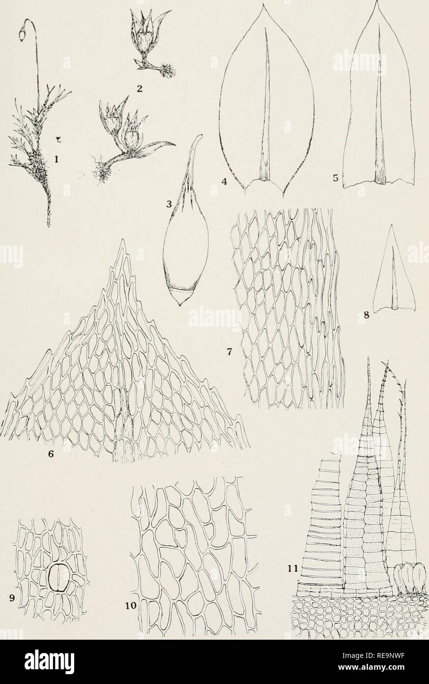. Contributions from the New York Botanical Garden. Plants. Bull. Torrey Clib Volume 43, plate 20. '0 BRYUM BIFORME R. S. Williams. Please note that these images are extracted from scanned page images that may have been digitally enhanced for readability - coloration and appearance of these illustrations may not perfectly resemble the original work.. New York Botanical Garden. New York : The Garden Stock Photo
