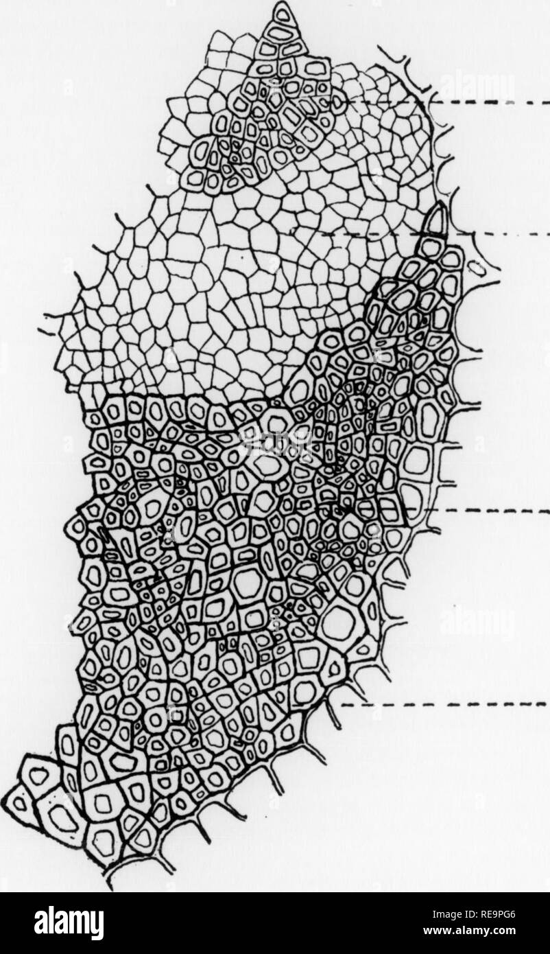 . Contributions from the Botanical Laboratory, vol. 5. Botany; Botany. 70 Henderson—Comparative Study of Pyrolaceae and papillate hairs appear on transverse section. Internal to the epfdermis are two to three layers of thick-walled, then two to three layers of thin-walled, cells forming the conex The outer 3-4 layers of the phloem are heavily ligmfied forming an area equal in width to the succeeding area of thin-wal ed phloem There is only one year's wood developed but this .s rather large in amount (Fig. 5. i), the entire area bemg one and a hal times in width that of soft and hard bast toget Stock Photo