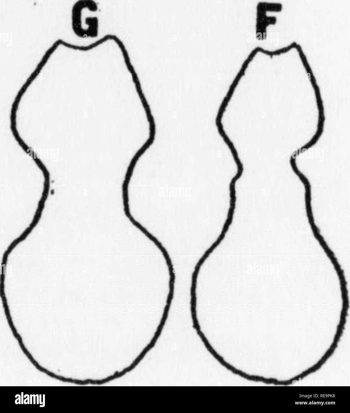 Contributions from the Botanical Laboratory, vol. 5. Botany; Botany. Fig.  29. Outline drawings of petals of Sarracenia flowers X j^. See text for  description. tion of the petal (fig. 29, b)