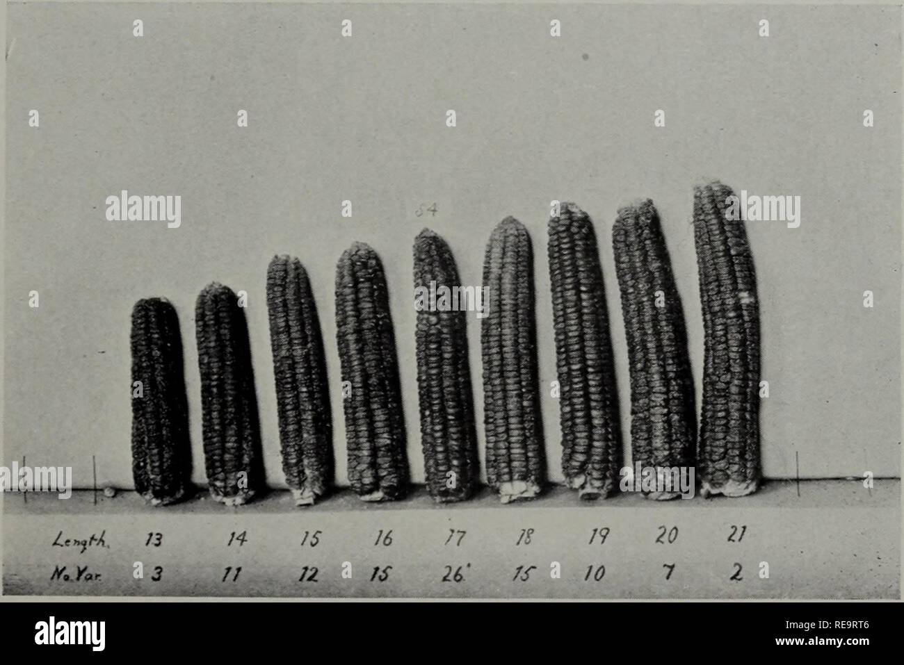 Inheritance in maize . {). Inheritance of Length of Ear. PLATE XIX. Length 7.  16 17 18 19 11 11 H n Variation in length of ear of Fi, generation of cross  between No. 60and No. 54 (ig Stock Photo - Alamy
