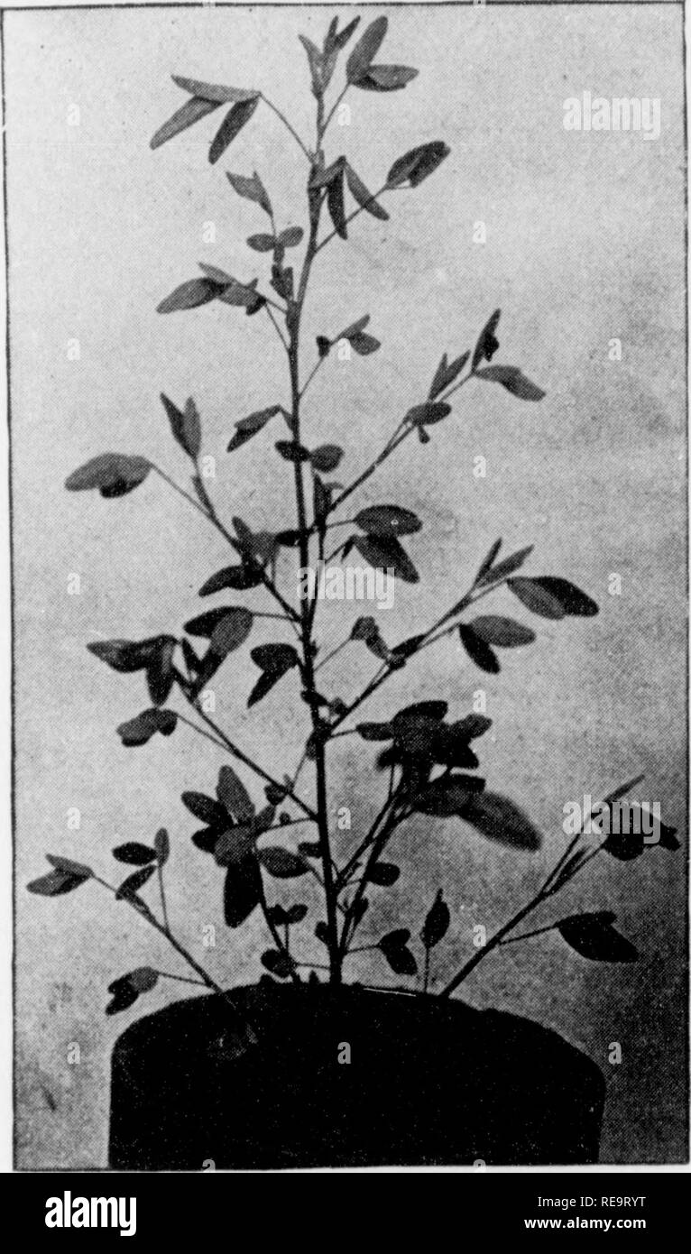 . Contributions from the Botanical Laboratory, vol. 1. Botany; Botany