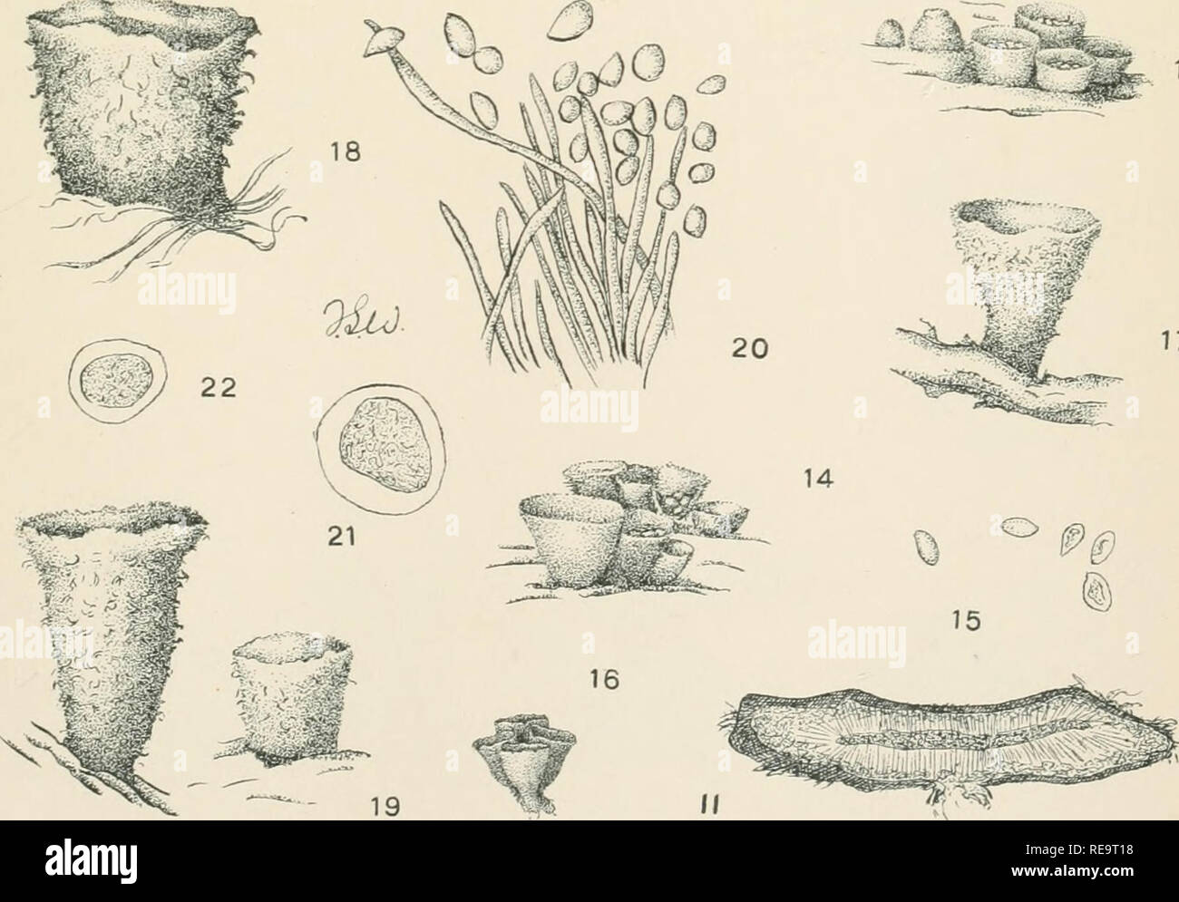 . Contributions from the New York Botanical Garden. Plants. ^ I If- ':'&quot;^'&quot;^%.!^^-7v; %;^. 10 17 CYATHUS, CRUCIBULUM, NIDULA.. Please note that these images are extracted from scanned page images that may have been digitally enhanced for readability - coloration and appearance of these illustrations may not perfectly resemble the original work.. New York Botanical Garden. New York : The Garden Stock Photo