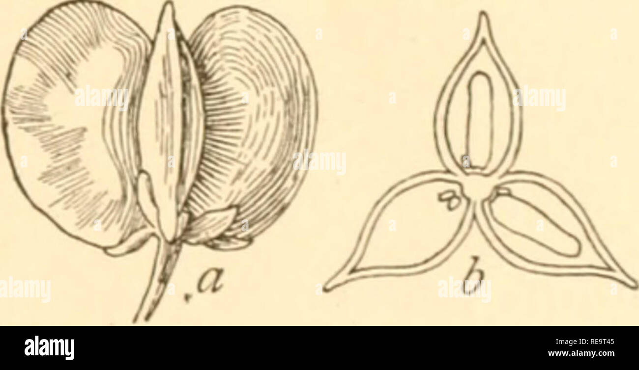 . Contributions from the U.S. National Herbarium. Plants; Plants. Piq.5.—Fruit of Nolina altamiranoana. '/.side view : i,, cross section showing seed in one cell and undeveloped ovules in two. Both scale 2. Fig. 6.—Fruit of Nolina elegans. a, Side view; b, cross section show- ing seeds in two cells and unde- veloped ovules in all. Both scale 2. ing from Nolina those species which belong to Beaucarnea we have left t went v species, as follows: Nolina altamiranoana Rose, Proc. ai. Mus. 29: 438. L905. Figure 5. Nolina beldingi Brandegee, Zoe 1: 305. L890. Nolina bigelovii (Ton.) 8. Wats. Proc. A Stock Photo