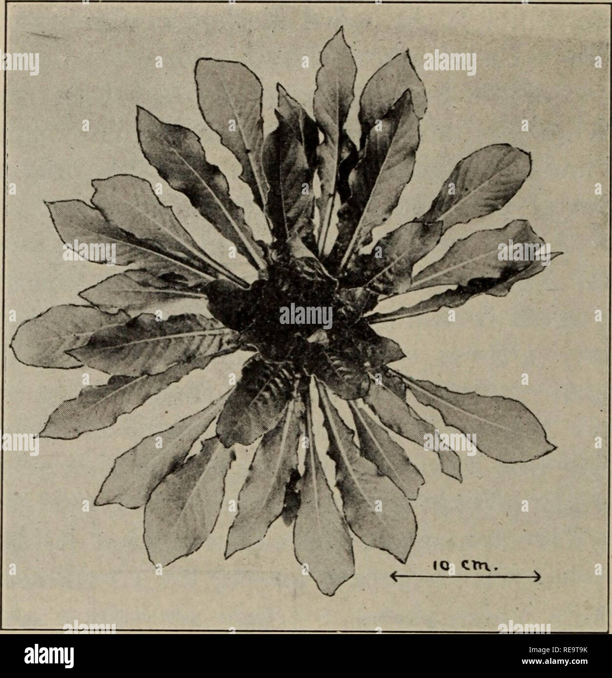 American Mature Tube