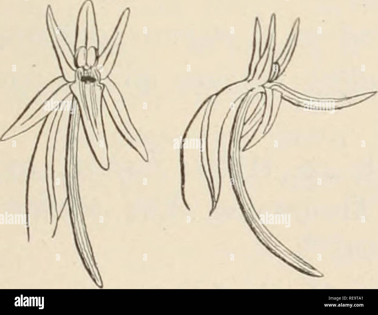 . Contributions from the New York Botanical Garden. Plants. Fig. 2S. 3. Piperia lancifolia sp. nov. Stem stout, 3-5 dm. high, the lower portion leafy; basal leaves and lower stem-leaves lanceolate, attenuate, 10-15 cm. long, 1-2 cm. wide, withering after anthesis : spike many-flowered, but lax, 2-3 dm. long; bracts ovate, acute, striate, about two-thirds as long as the flowers, or the lower almost equalling them : flowers greenish, 11-13 mm. long: upper sepal ovate, obtuse, about 4 mm. long ; the lateral ones slightly longer, oblong-lanceolate: petals lanceolate, obtusish, oblique at the base; Stock Photo