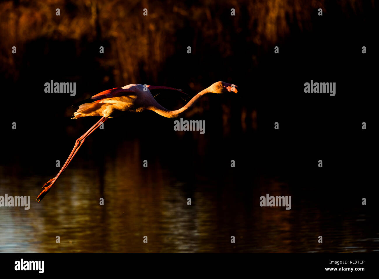 Flamingo in flight , Camargue , France Stock Photo