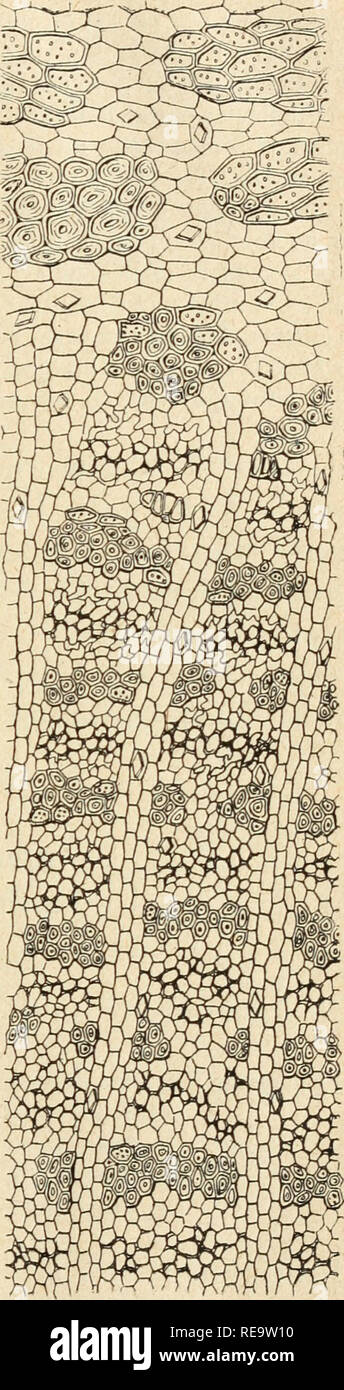 Contribution L Tude Des Plantes Utiles Du Brsil Plants Useful Brazil Plants Useful Brazil