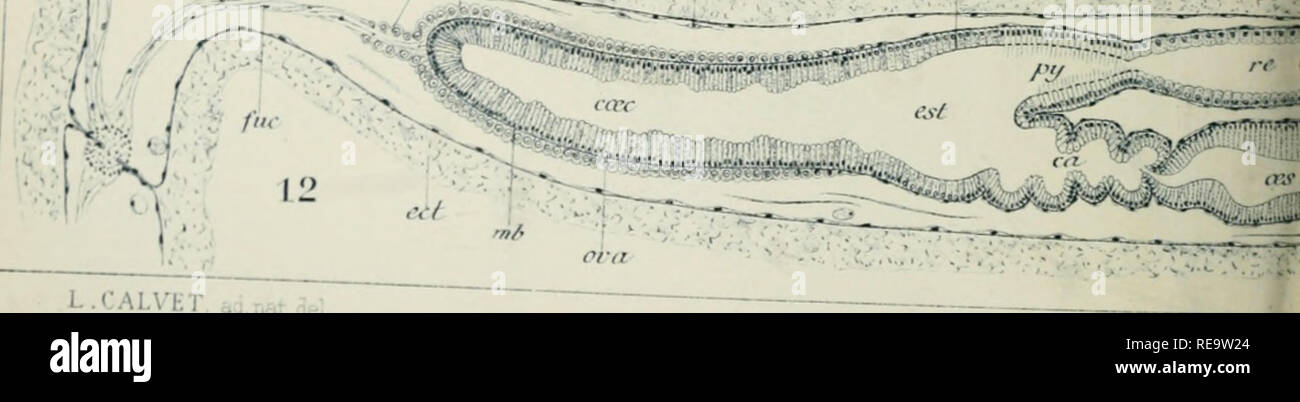 Contribution A L Histoire Naturelle Des Bryozoaires Ectoproctes Marins Bryozoaires Y P Quot A C R L N V A W F Eca C Lt Jlj T A A X A T A A L J L Calvet Natae Please