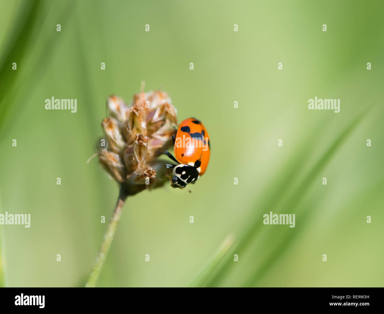 An adult Asian ladybeetle (Harmonia axyridis, Coccinellidae) sitting on a dry flower Stock Photo