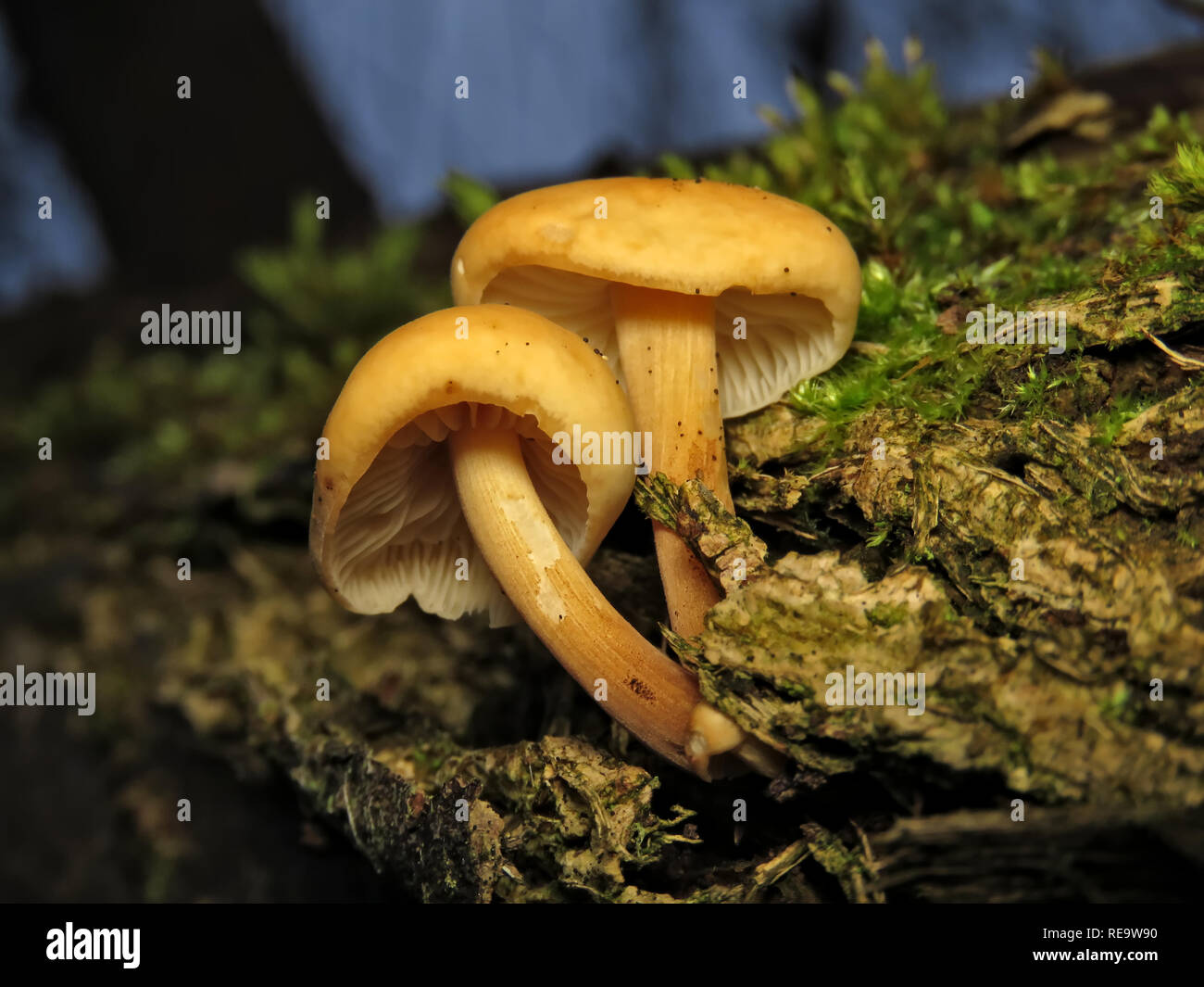 Unidentified light brown mushrooms grow from a decaying wood in