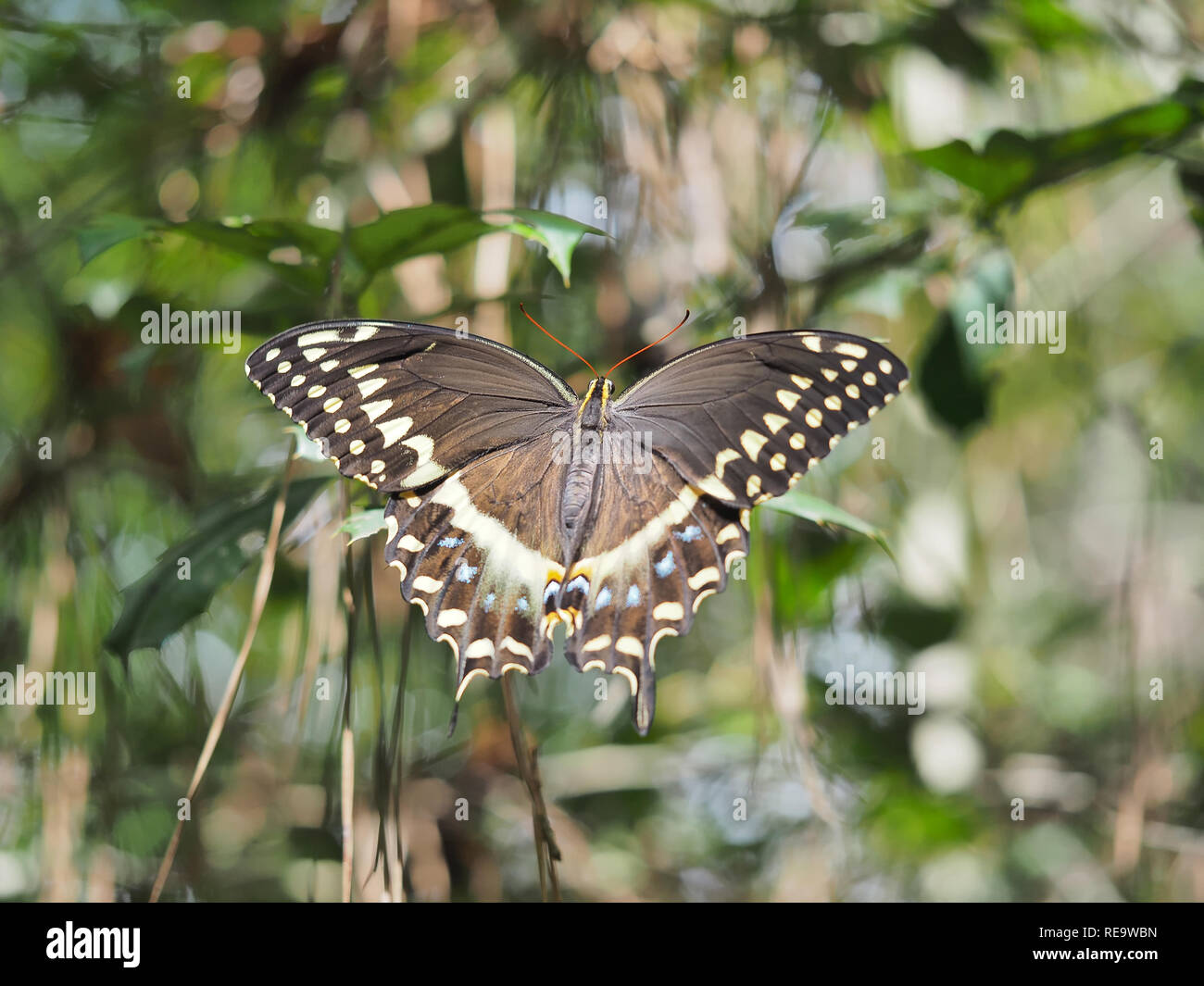 Laurel swallowtail (Papilio palamedes) butterfly in Texas, USA Stock Photo