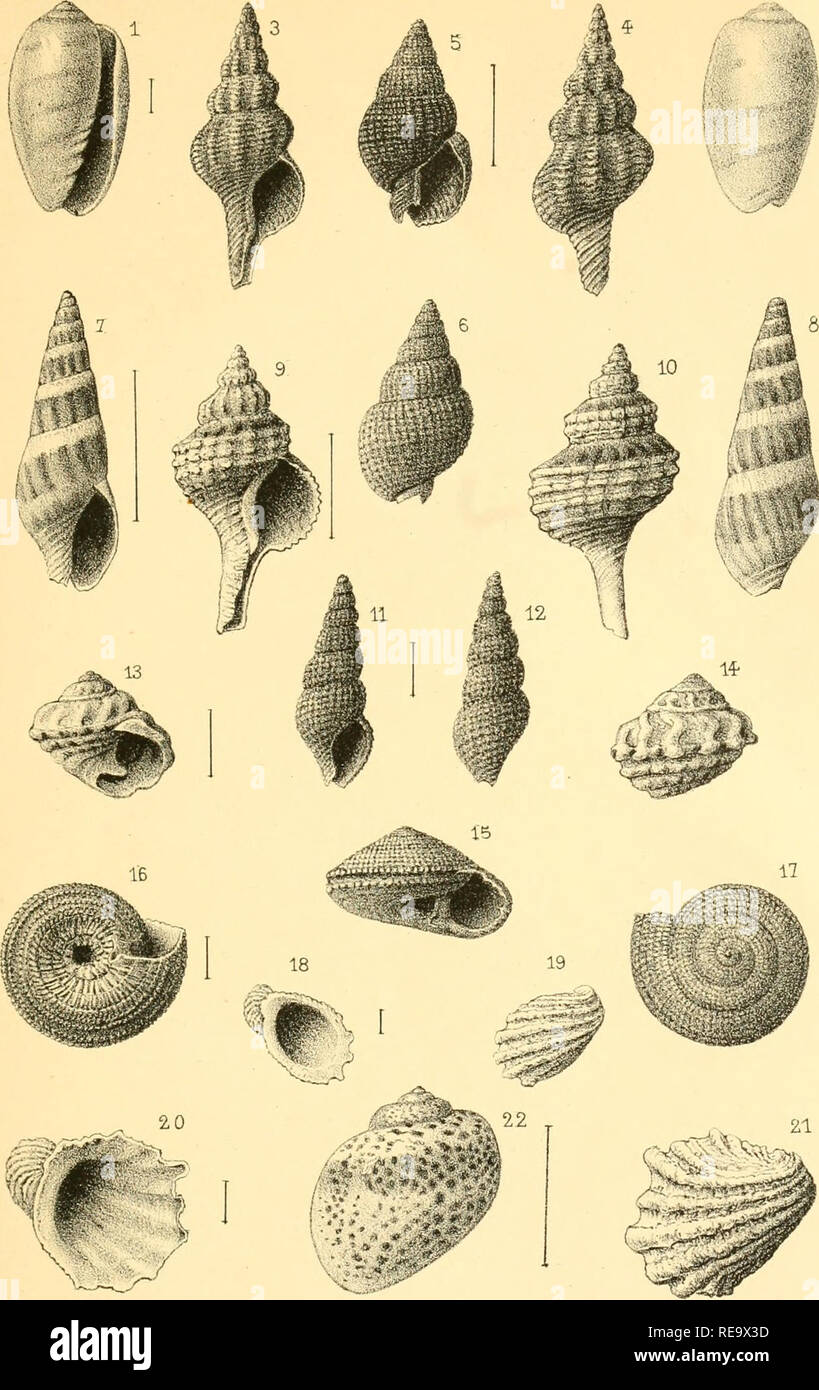 . Contribution à la faune malacologique de l'Afrique occidentale. Mollusks. Actes de la Société Linnèenne de Bordeaux. 3 T.UIV.PI.II.. G.Reijmerlith. lmj}.Z.L&amp;fonia 1, 2, Mar^mella CKudeani..../S'^p'aK (x7) 3, 4'. Pusus Boeitjeri von Maitzan (grand, nai.) 5,6. NassaMullen von Maitzan (x2j 1, 8 Dorsan-ura Gruveli Dauizenberj (x 2J 9,10. Troplionopsis Gruveli Dautzenbenj (x3) 11,12. Donovania alFmis de Monteroaato (x4) ISjl^- Moiulus amtiguus Dautzenberj (x2) 15,16,17. TormiaMalam Dautzenbenj (x4) 18,19,20,21. BroccKia ( Amatlraioides ) sulcosa Brocohi (x 4-) 22 Natica Gruveli Dauh. var. pau Stock Photo