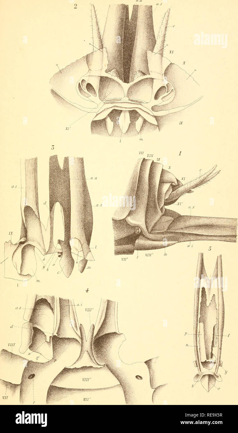 Contribution A L Etude De La Morphologie De L Armure Genitale Des Insectes Generative Organs Insects Ir C S Le Lu S Liii L Bor Draiix Fi M Platypliylluni Gicfanteum C Feytcb Reau Sii Ldaacrreife L Rh T S Oer C Animu 3ordey It