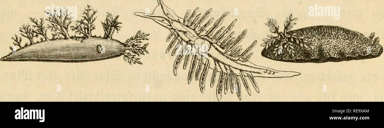 Aeolidia High Resolution Stock Photography And Images Alamy