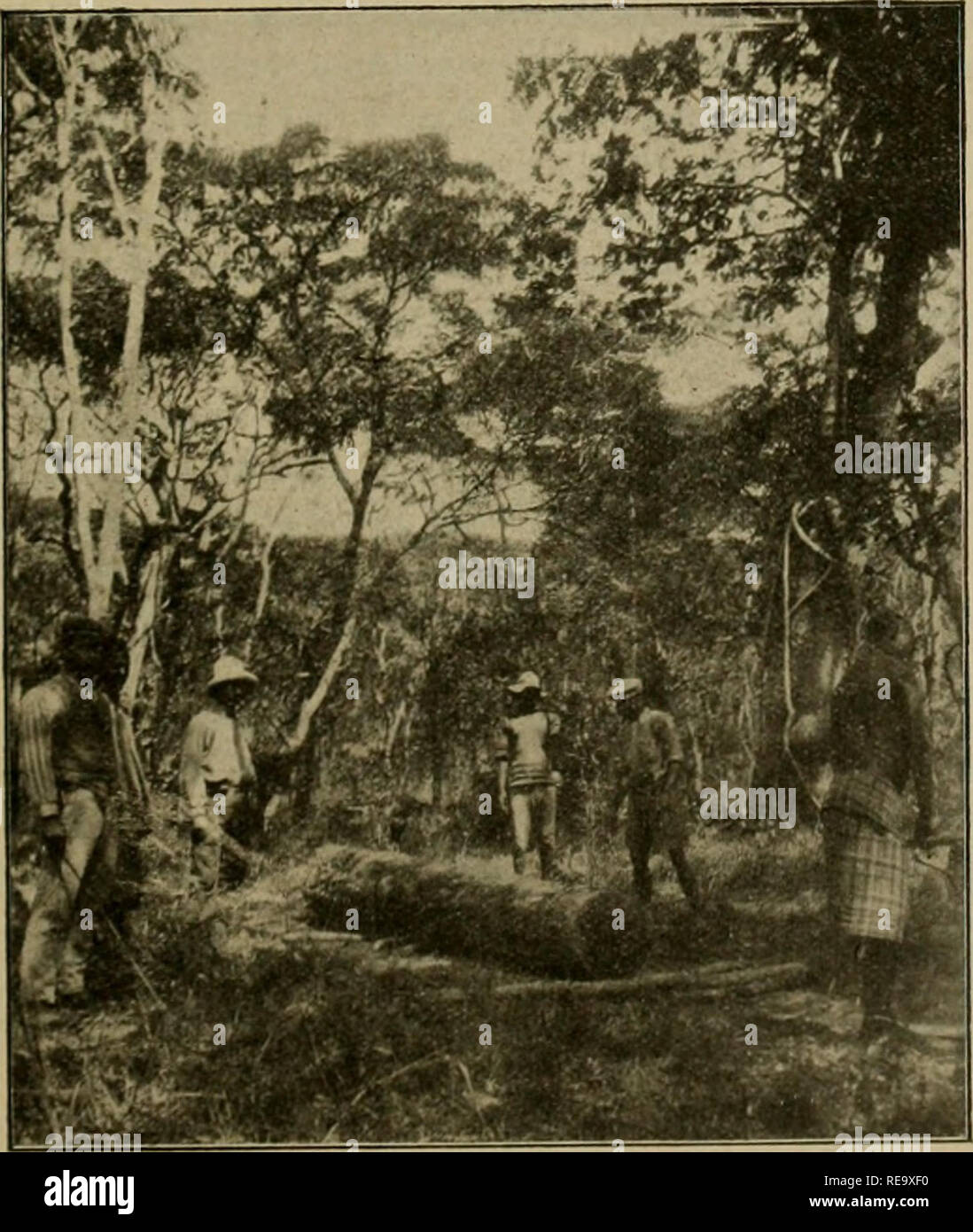 Contribution A L A C Tude De La Flore Du Katanga Plants Clicha C Migeon Un Arbre Exceptionnel De Lm 85 De Diama Tre A La Base Et 35 M De Hauteur A Kiloma Tres Environ D Alisabelhville