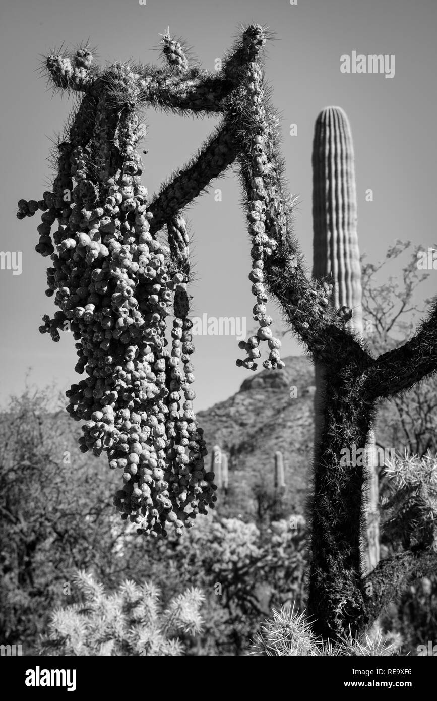 Hanging chain fruit from cholla cactus in the Sabino Canyon Recreation Area in the Santa Catalina Mountains near Tucson, AZ in black and white Stock Photo