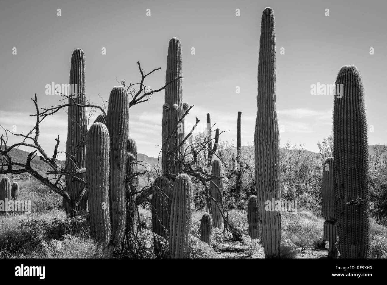 A dozen Saguaro Cacti cluster in the desert landscape in the Sabino Caynon Recreation Area  near Tucson, AZ in black and white Stock Photo