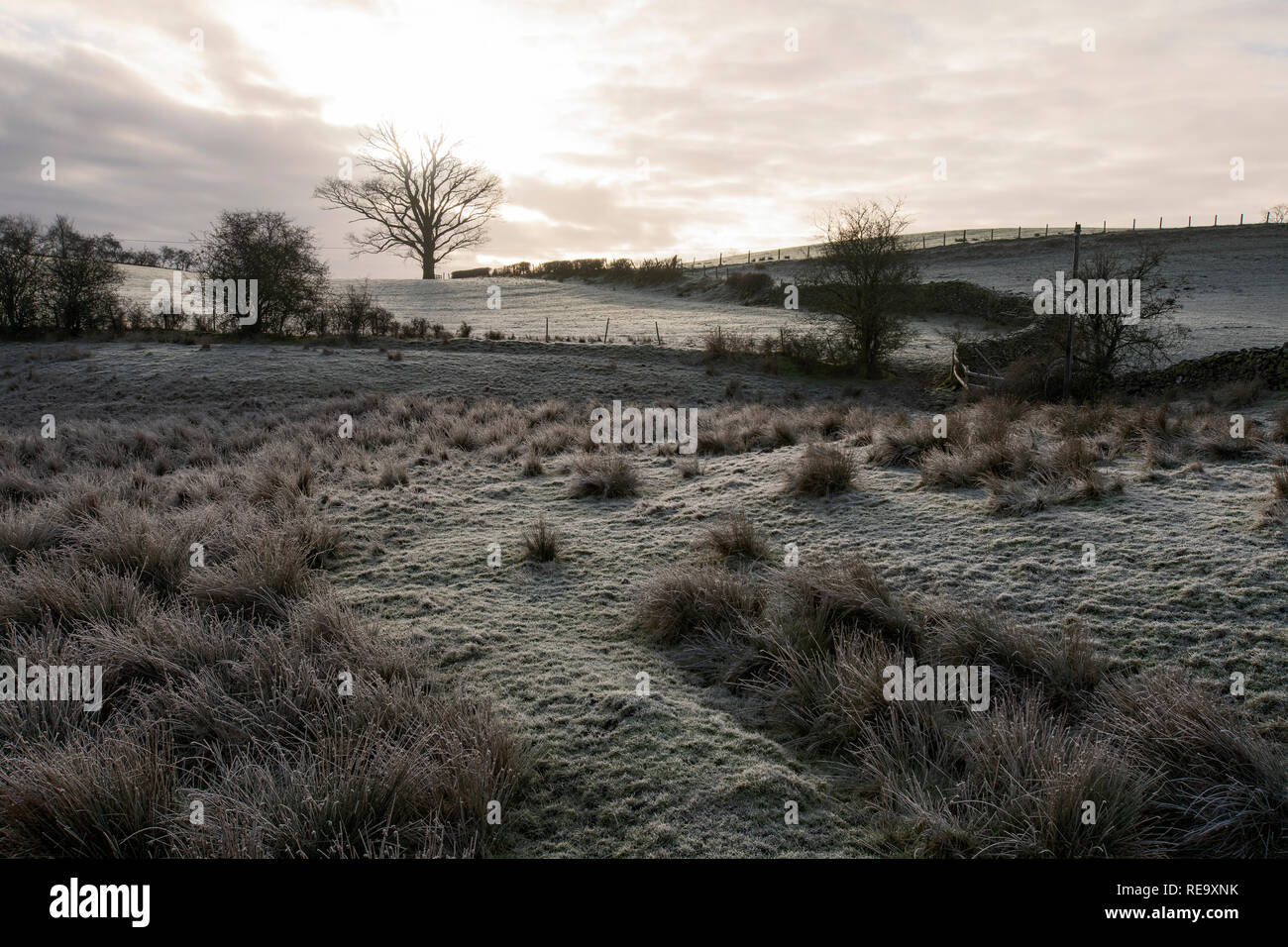 A heavy frost in the fields around Hawkshead in January Stock Photo