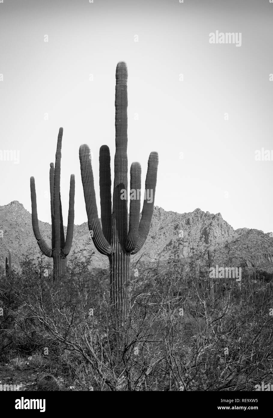 The saguaro cacti cover the area of the Sabino Canyon recreation Area located in the Santa Catalina Mountains near Tucson, AZ in black and white Stock Photo