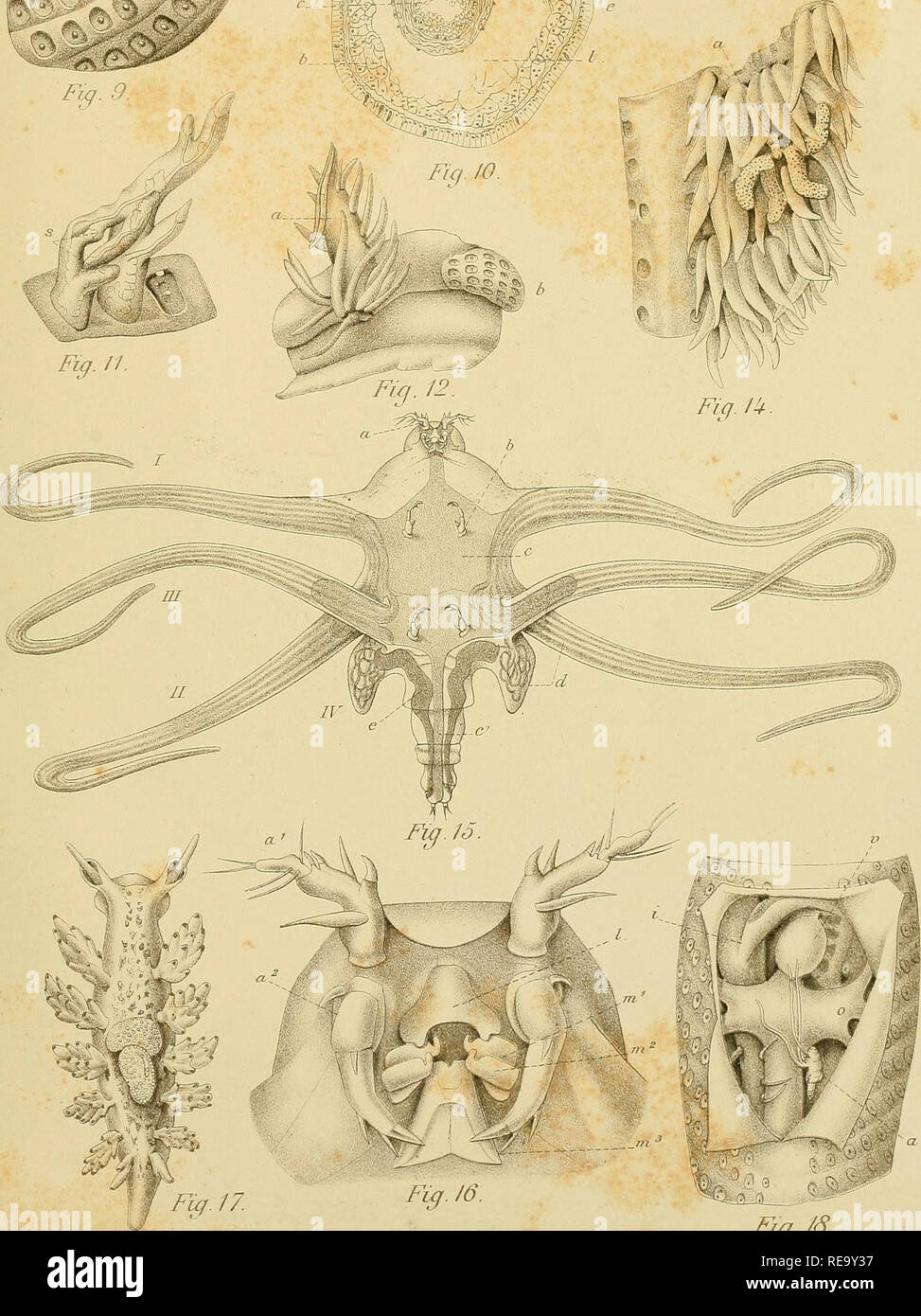 . Contribution Ã l'Ã©tude des Nudibrances ... Nudibranchia. MÃ©rn . Soc. Zoo/ de Inmoe . 17//. 1895. pi. ri. FupS. &quot;Zs.'f?* m Fl9l0 ysm/-i â Fig. 11. ^7 &quot; Fiq. 12. Fie/, /Ã¢.. Please note that these images are extracted from scanned page images that may have been digitally enhanced for readability - coloration and appearance of these illustrations may not perfectly resemble the original work.. Hecht, Ã. Lille, Imprimerie typographique &amp; lithographique Le Bigot frÃ¨res Stock Photo
