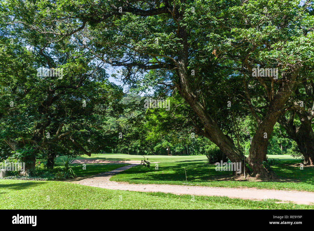 Golf course green flag hole fairway trees scenic nature reserve coastal course Stock Photo