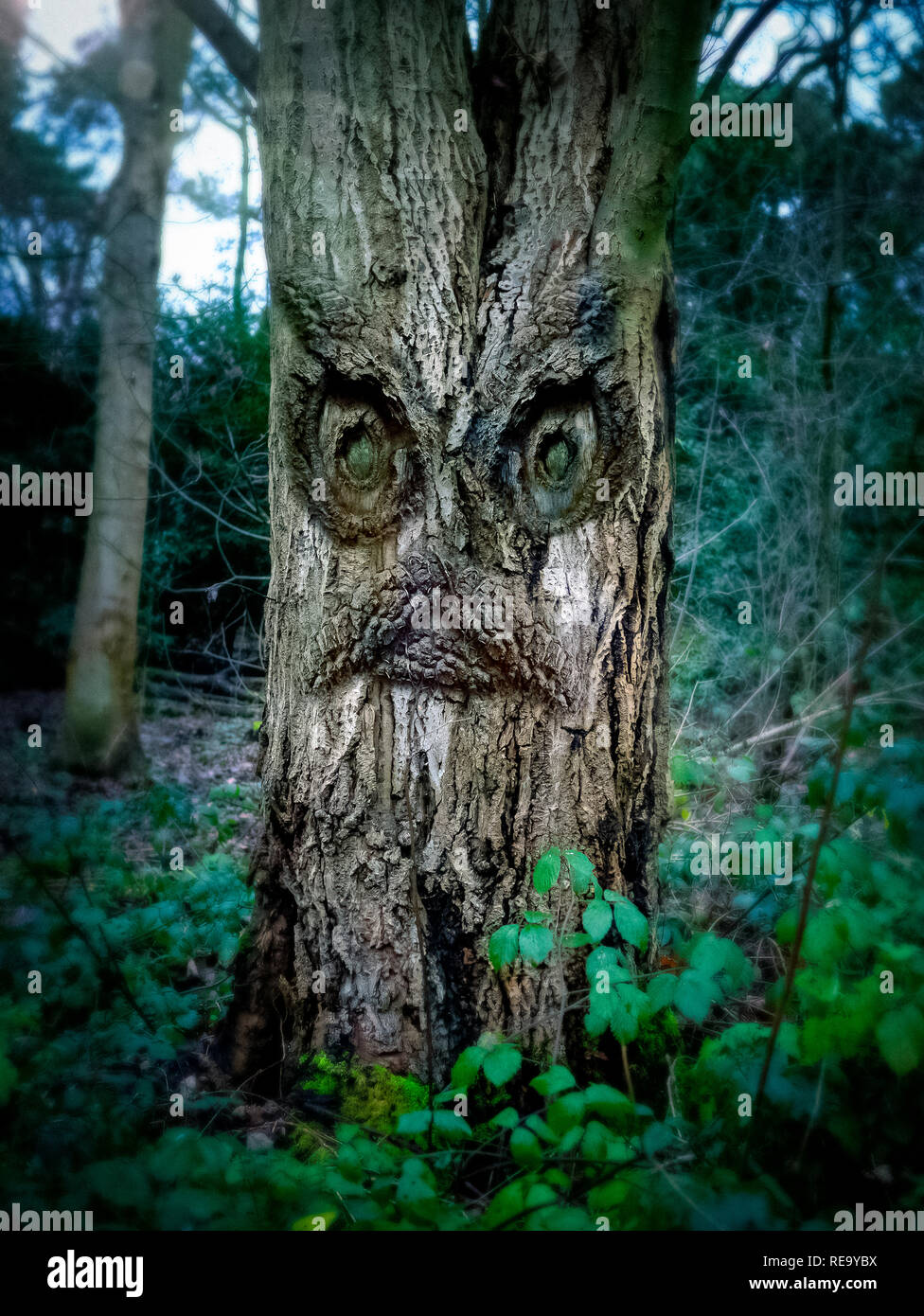Ancient forest tree Monster Stock Photo