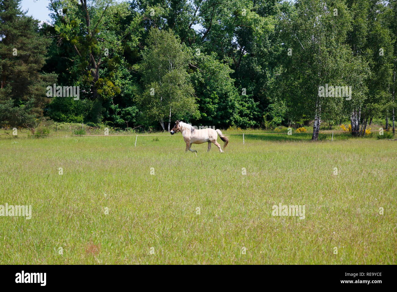 Pferde laufen über die Felder in den Sanddünen, einem Naturschutzgebiet in Baden-Baden Sandweier Stock Photo