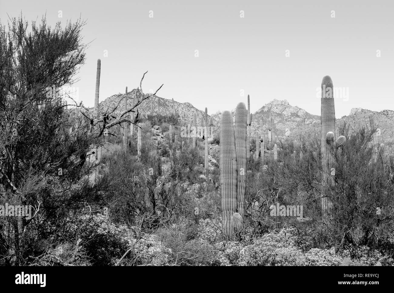 The saguaro cacti cover the area of the Sabino Canyon recreation Area located in the Santa Catalina Mountains near Tucson, AZ in black and white Stock Photo