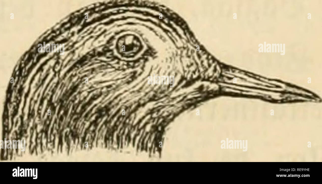 . Dyreriget : (Laerebog i zoologien, nr. 1). Zoology. Sabefuglene. 191 93rebberne ifær of ferff 5Sanb; §an og :pun eve tun libet for* ffjeflige og Ie»e i 3J?onogami; bere« faae 2@g lægge« gjerne paa 3orben i en fimpel i^orb^bning og ubruge« enten !un of §unnen etler i ^'^''^ening af begge SWager, fom altib oife megen Om^u for 5Sgene og Ungerne, ber i 9?eglen ftra^ efter Ubflcefntngen og enbnu i Dunbragten fortabe 9=Jeben. ®e tetoe fornenimelig af 3nfe!ter og Orme, fom be opføge i 33anb og Dt^nb. 1)e norbiffe SSabefugte ere 2:ræffugte, ber reife i ftore ©tarer og ofte i en beftemt Orben. a) 5$a Stock Photo