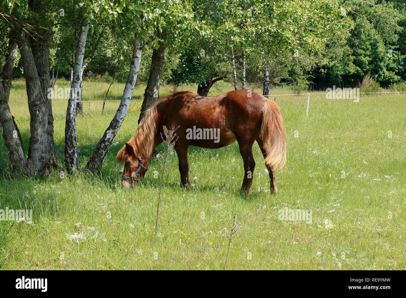 Pferde laufen über die Felder in den Sanddünen, einem Naturschutzgebiet in Baden-Baden Sandweier Stock Photo