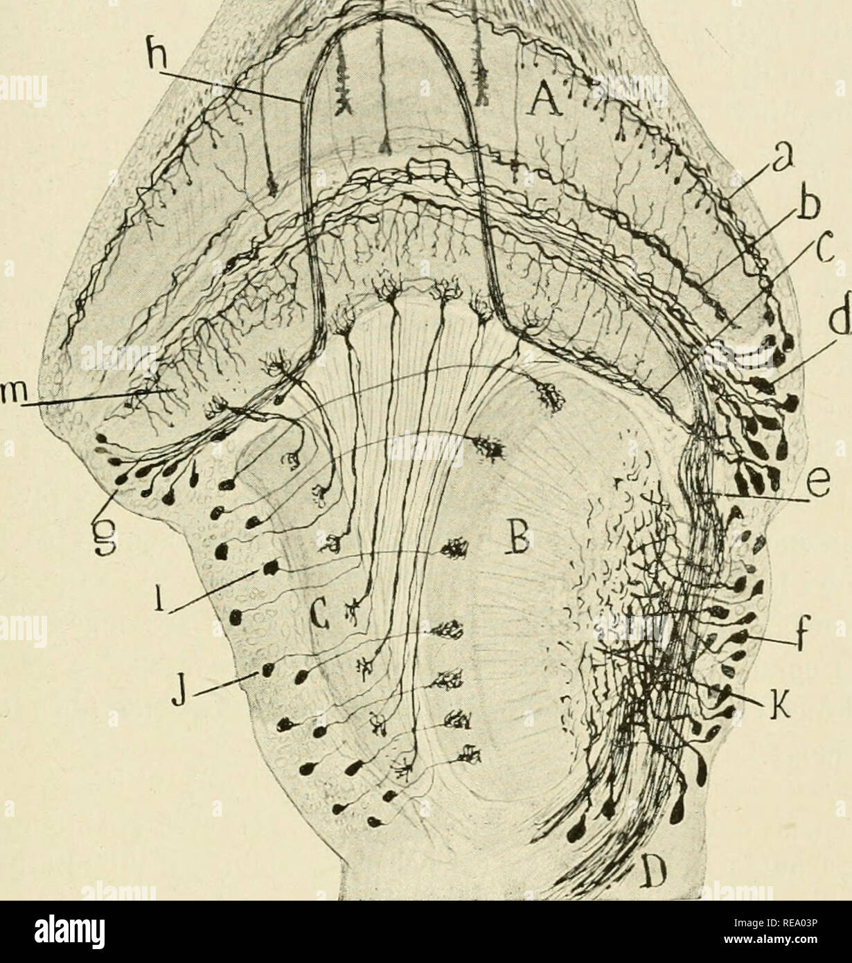 . ContribuciÃ³n al conocimiento de los centros nerviosos de los insectos. Insects; Neuroanatomy; Central nervous system. CENTROS NERVIOSOS DE LOS INSECTOS 117 DespuÃ©s de seguir direcciÃ³n antero-posterior Ãº oblicua de dentro afuera y de adelante atrÃ¡s, los robustos tallos Ã¡ que dichas neuronas dan naci- miento, penetran en el plexo profundo Ã³ de gruesos conductores del lÃ³- bulo Ã³ptico, donde, segÃºn mostramos en la figura 62, k, tuercen en Ã¡n- gulo casi recto, para convertirse en verticales. ProdÃºcese de esta suerte â ^:;^'/Ã-'''/-^''iiVÃ-,i,i. Fig. 62. â Corte horizontal de la retina Stock Photo
