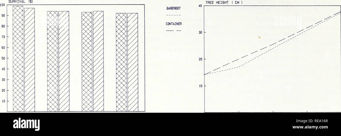 . Container-grown ponderosa pine seedlings outperform bareroot seedlings on harsh sites in southern Utah. Ponderosa pine Seedlings; Ponderosa pine Seedlings, Bareroot. MAMMOTH CAVE SITE MEAN SURVIVAL MAMMOTH CAVE SITE MEAN HEIGHT BAflEROOT iXXXI CONTIMH f77^. &lt; t 1 v vii ( n r v -wii i- v v- w ,- i 1 | , , , | 1981 1962 1983 1965 1981 1982 1983 1985 YEAH YEAfl BAREROOT 100 IXXXI 90 CONTAINER 80 v// 70 60 50 &lt;0 30 20 10 SURVIVAL (X) 1981 ALLEN'S CANYON SITE MEAN SURVIVAL 1982 1983 CONTAINER ALLEN'S CANYON SITE HEAN HEIGHT TREE HEIGHT ( CM ) 1981 1982 1983 YEAfl 1985 WILSON PEAK SITE WILS Stock Photo