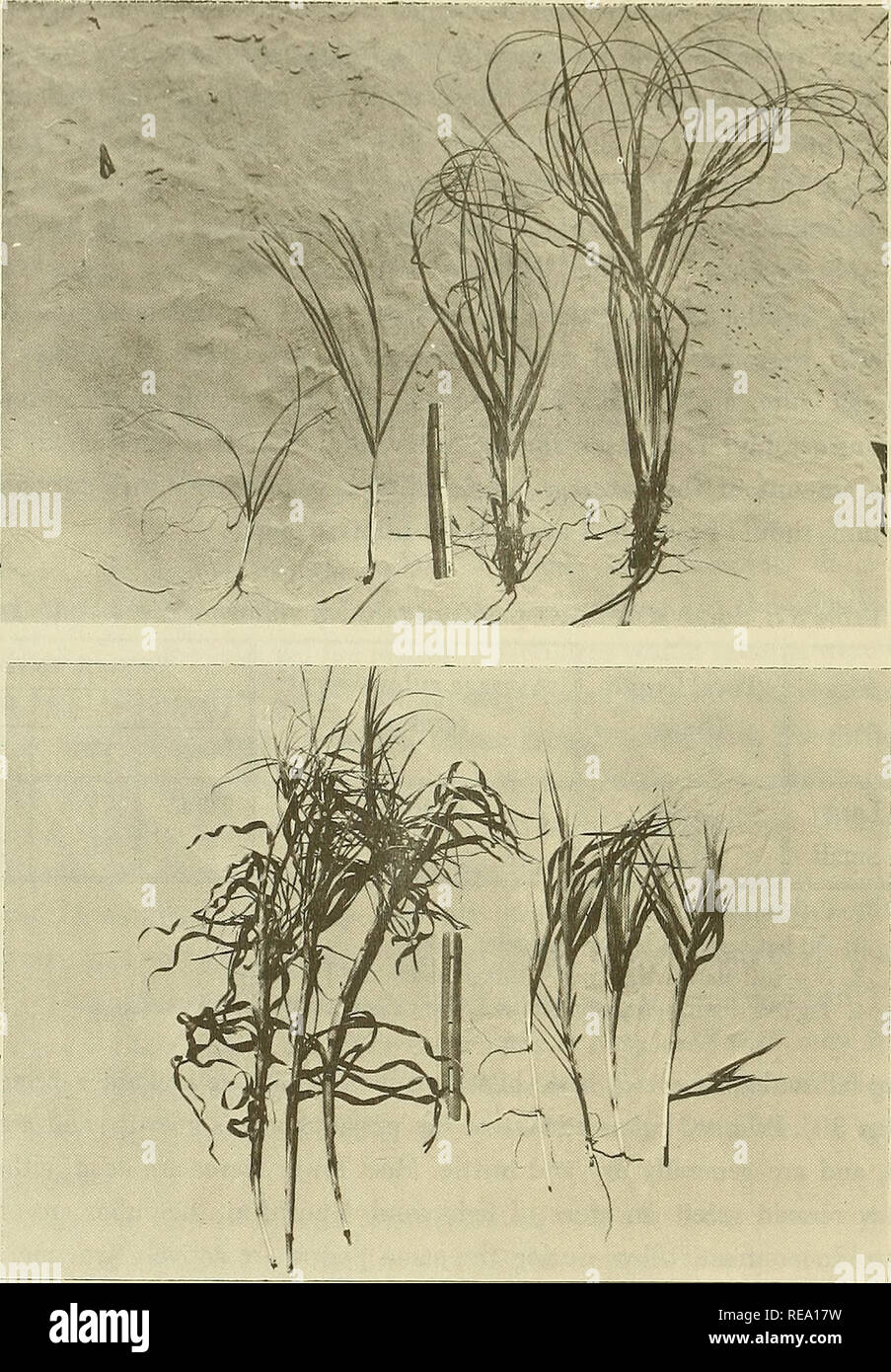. Construction and stabilization of coastal foredunes with vegetation, Padre Island, Texas. Shore protection; Barrier islands; Grasses; Sand dunes. Figure 30. Selection of transplant material. Upper photo shows sea oats in sizes large through very small. Largest culms had best transplant survival and grew more rapidly, but are the most difficult to procure. Any size is satisfactory for planting. Lower photo shows bitter panicum with young, actively growing tillers (right of ruler) and larger, mature primary culms (left of ruler). Primary culms were best for fall through early spring planting;  Stock Photo