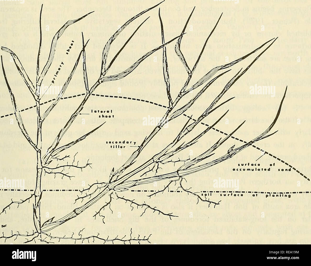 . Construction and stabilization of coastal foredunes with vegetation, Padre Island, Texas. Shore protection; Barrier islands; Grasses; Sand dunes. Figure 21. Bitter panicum growth at end of first summer. Lateral growth is shown in one direction only. Initial transplant has grown vertically and horizontally, accompanied by sand accumulation. Lateral shoot is buried, has rooted, and lias formed a tiller and new buds. Primary tiller has given rise to secondary tillers wliich are in turn forming new tillers at the buried nodes. 65. Please note that these images are extracted from scanned page ima Stock Photo