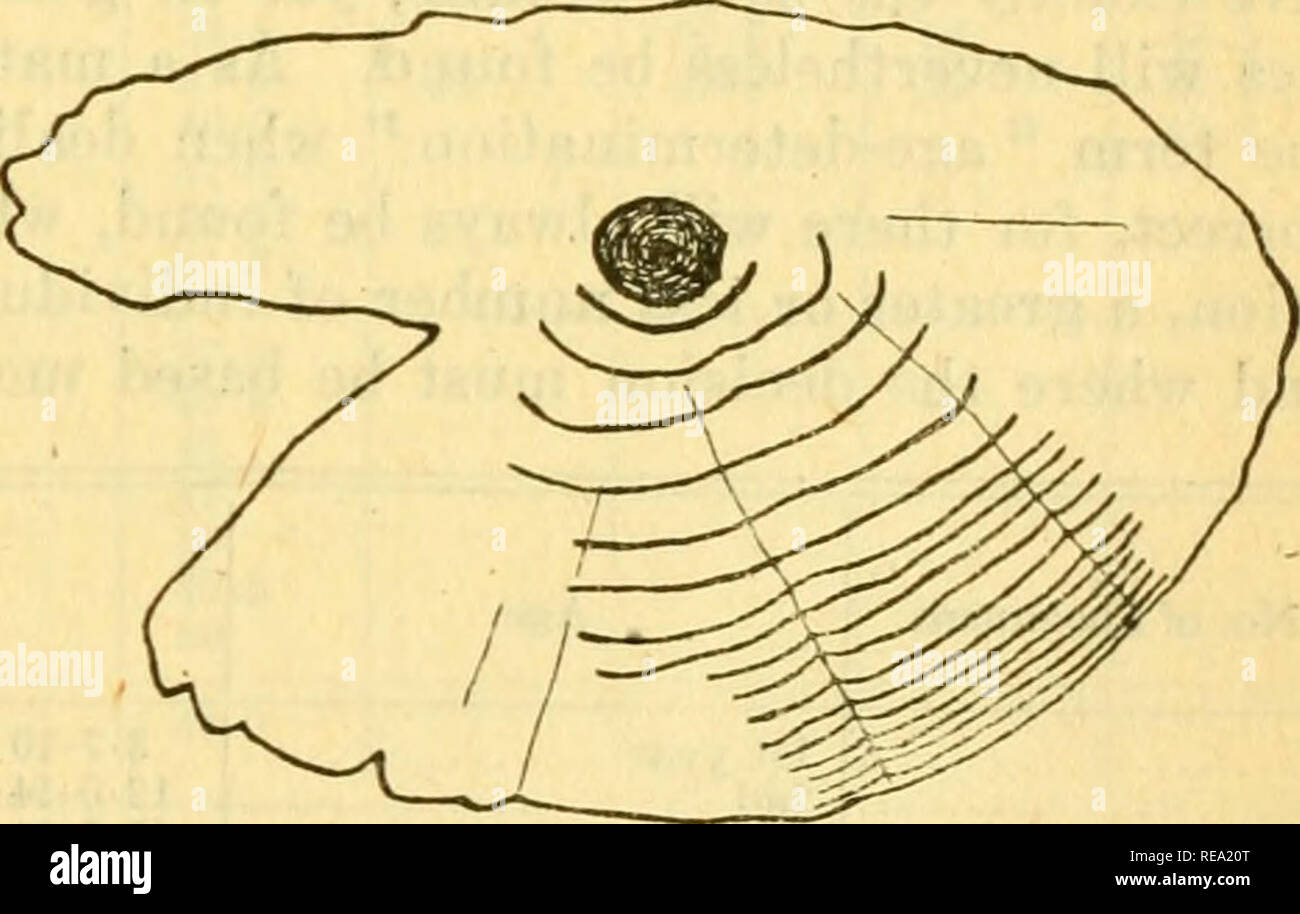 . Contributions to Canadian biology. Marine biology; Natural history. Fig. 3. (a) (h) (c) (d) (e) (/) e Muttonfish otoliths drawn to the same scale. No. 119: No. 124: No. 41: No. 9'8: No. 31: No. 33; llx -7 1-5 X -8 2-2 X 1-4 3-2 X 2 4-2x 2-5 4-7 X 30 mm. mm. mm. mm. mm. mm. Fish in first summer, 9'0 cm. in length. &quot; &quot; second summer, 12-6 cm. in length. &quot; third summer. 21-0 cm. in length. &quot; &quot; sixth summer, 33-5 cm. in length. &quot; &quot; tenth summer, 51-5 cm. in length. &quot; &quot; seventeenth summer. 61-5 cm. in length. that used by Fryd&quot; (1901) for Zoarces  Stock Photo