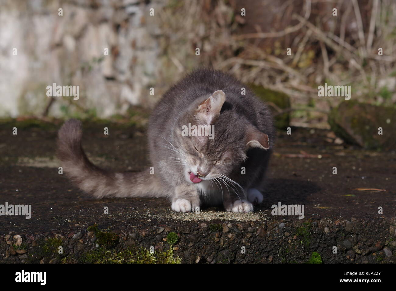Tabby cat with catnip Stock Photo - Alamy