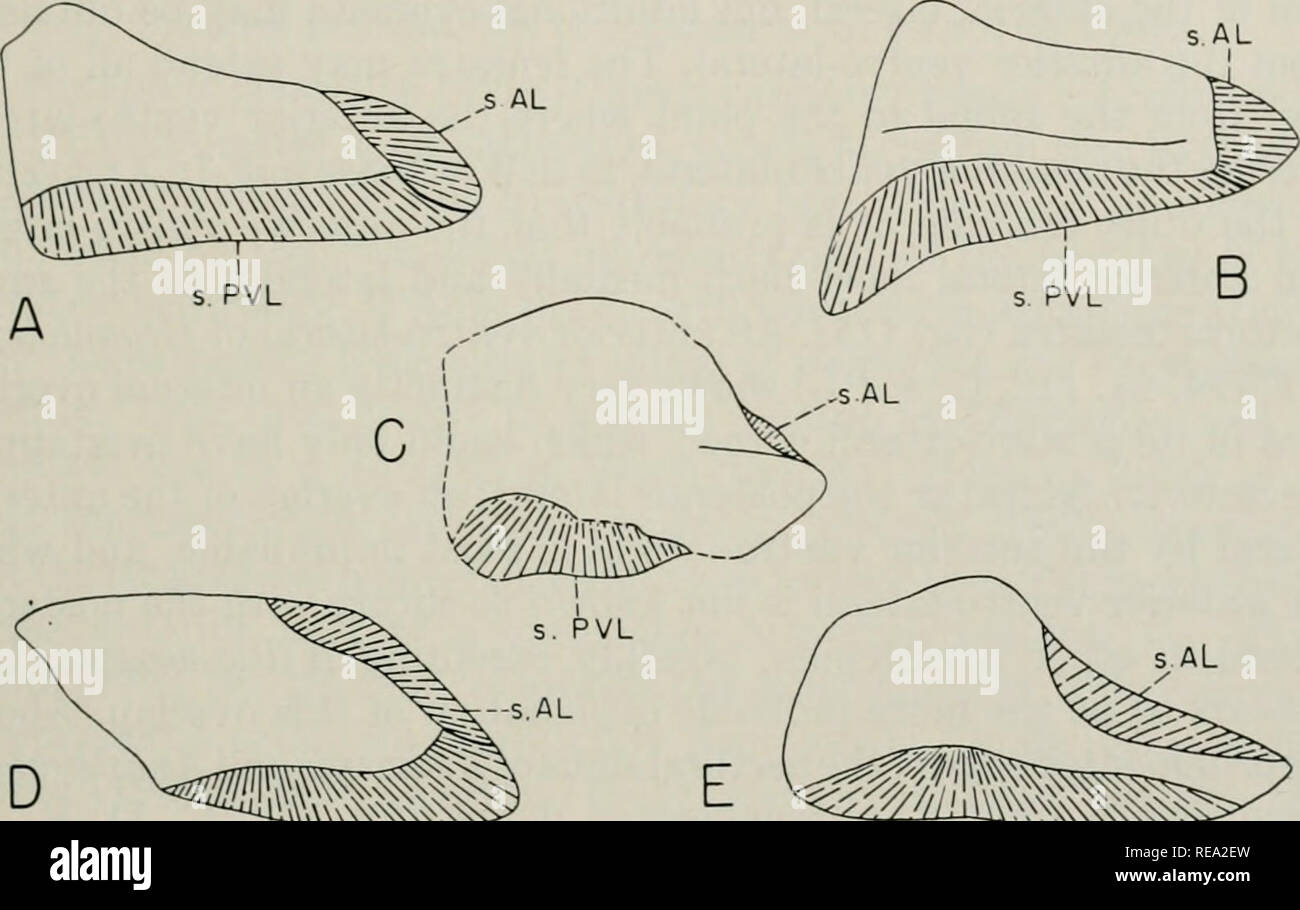 . Early Devonian fishes from Utah : Arthrodira. Fishes, Fossil; Paleontology -- Devonian; Paleontology -- Utah. DENISON: EARLY DEVONIAN FISHES 527 fenestra, at least in the form upon which this part of the restoration was based. Williamsaspis has a very large posterior lateral, relatively short and very high, peculiarly shaped, laterally ridged, and with a rather large edge for the pectoral fenestra; presumably this is a specialized condition, since nothing approaching it is found in other euarthrodires. In the Brachythoraci the posterior lateral is almost. -^-^W s.PVL s.PVL Fig. 111. Right p Stock Photo