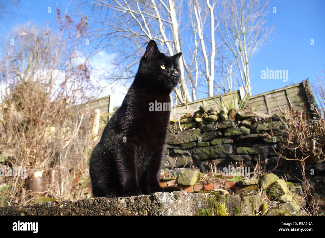 Black cat sat in garden Stock Photo - Alamy