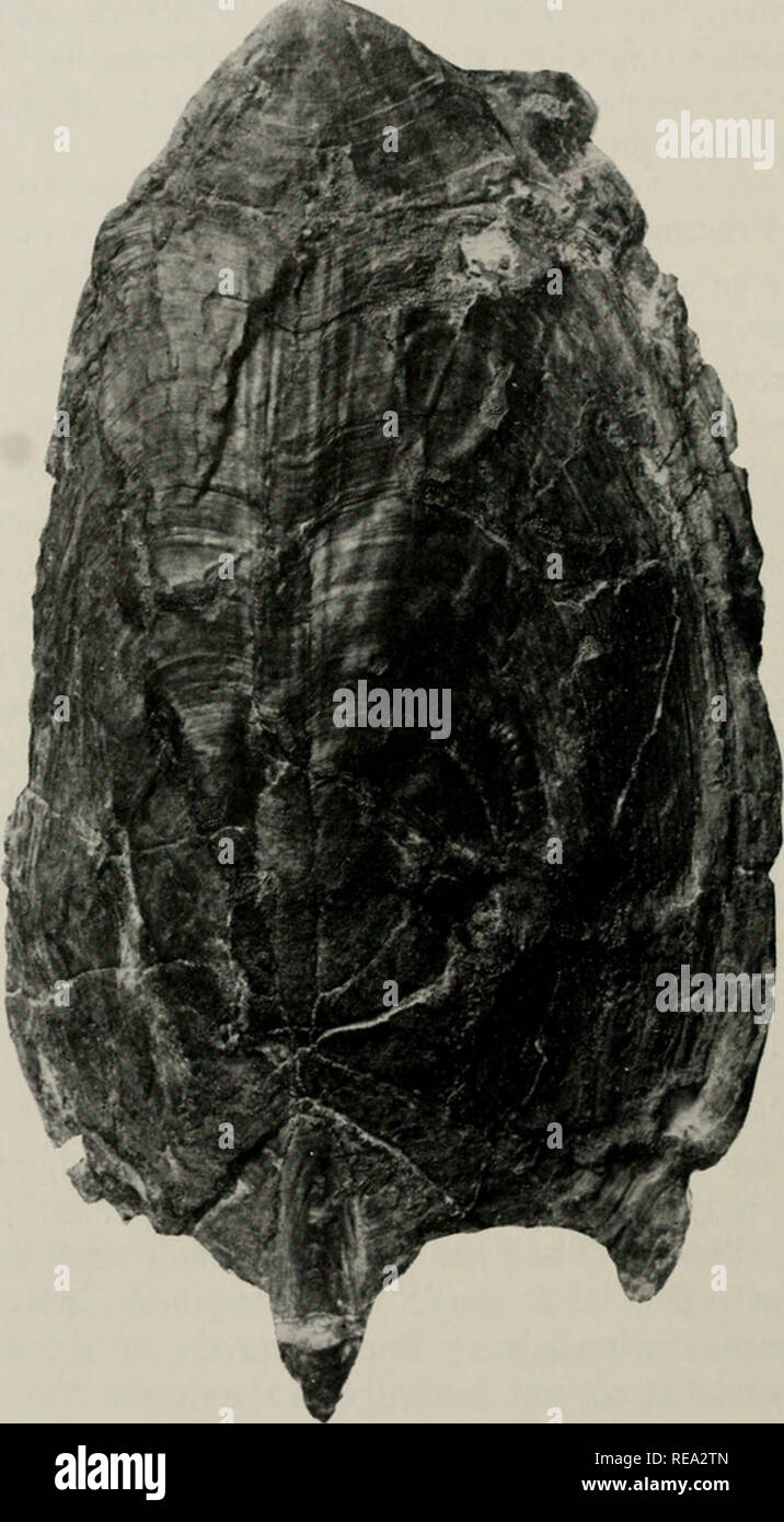 . Early Devonian fishes from Utah : Heteroostraci. Fishes, Fossil; Paleontology -- Devonian; Paleontology -- Utah. 338 FIELDIANA: GEOLOGY, VOLUME 11. Fig. 75. Protaspis dorfi; crushed dorsal shield, PF 868 (X 1). essentials with that of P. cf. bucheri, described on page 322. A new restoration of P. (P.) dorfi, based on PF 868, is given in figure 76. The pattern of the dorsal sensory canals agrees with that of Pteraspis. Protaspis (Protaspis) cf. bucheri (Bryant) A dorsal shield (figs. 77, 78), little crushed, and complete except postero-medially, is doubtfully referred to this species. It was  Stock Photo