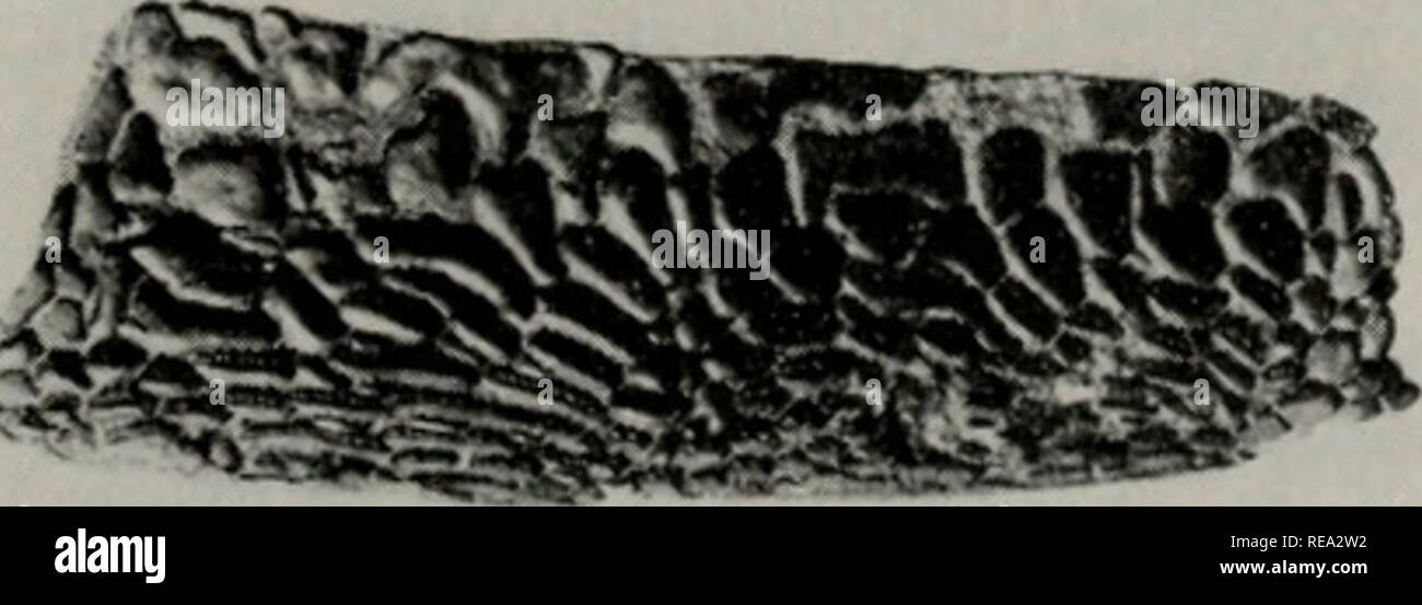 . Early Devonian fishes from Utah : Heteroostraci. Fishes, Fossil; Paleontology -- Devonian; Paleontology -- Utah. G. '^^' D H Fig. 69. Cardipeltis sp.; lateral rim plates, oriented ^'^hthe rim down (X IM) A B PF 819; C, D, PF 943; E, F, PF 821; G, PF 325; H, PF 824. A, C, E, G, and'n probably dorsal; B, D, and F probably ventral. 315. Please note that these images are extracted from scanned page images that may have been digitally enhanced for readability - coloration and appearance of these illustrations may not perfectly resemble the original work.. Denison, Robert H. (Robert Howland), 1911 Stock Photo