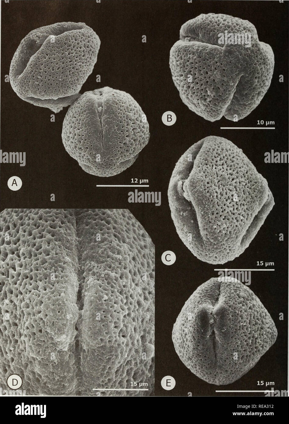 . Contributions from the United States National Herbarium. Botany. 24 Systematics of Aralia. Fig. 12. Pollen morphology of Aralia. A&amp;B. A. soratensis {Venturi 1081, US). C-E. A. bicrenata {Nelson 6141, US).. Please note that these images are extracted from scanned page images that may have been digitally enhanced for readability - coloration and appearance of these illustrations may not perfectly resemble the original work.. National Museum of Natural History (U. S. ). Dept. of Botany; United States National Museum. Washington, DC : Dept. of Botany, National Museum of Natural History Stock Photo