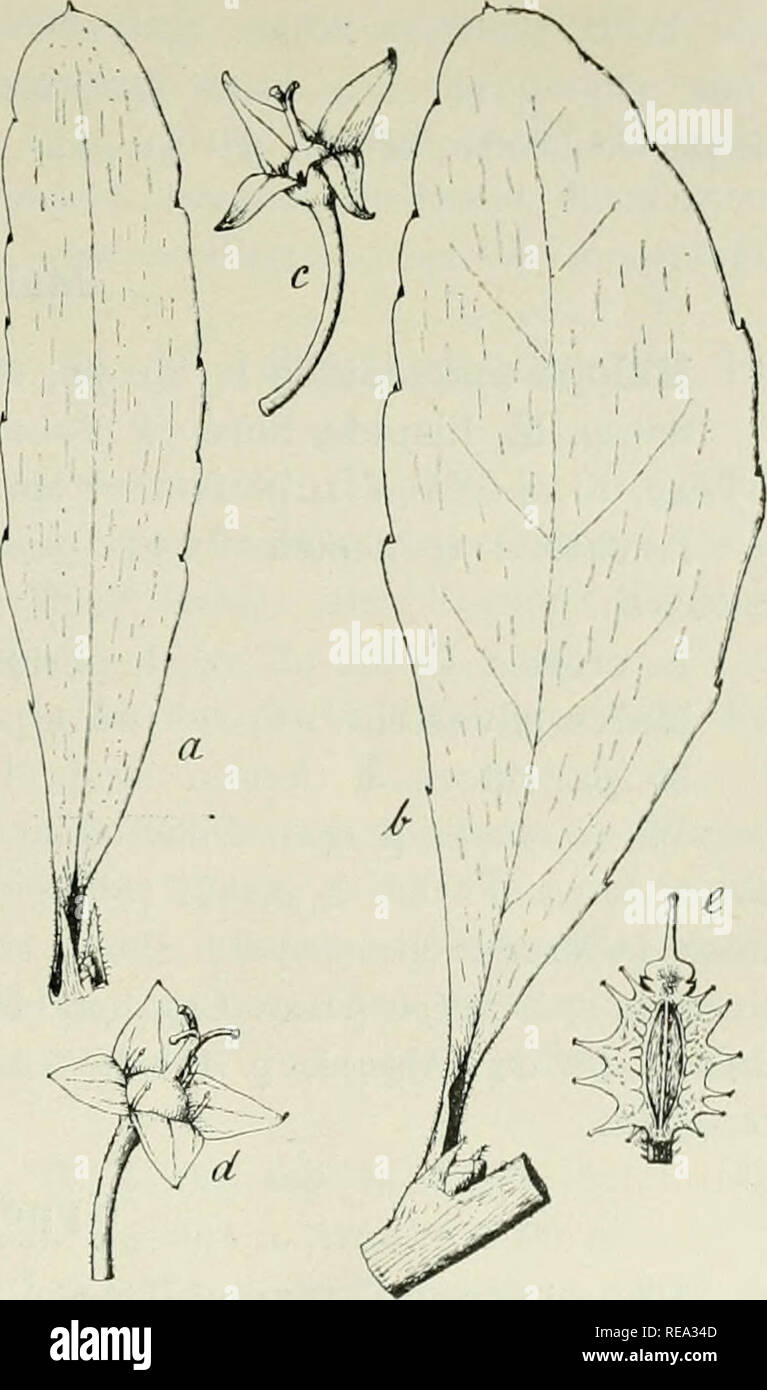 . Contributions Ã la connaissance de la flore du Maroc. Plants. ('imliil)Uliiins Ã hi lloÃ¯c du ^[;iriic Callitrichaceae. Callitriche stagnalis S. J.&quot;)! petite sciurcr. entre Alllismi/. et ( )l(lielTnie, e. itOd 111. 11772). â I)aus une Anacardiaceae. Pistacia Lentiscus 1,. Sp. |il.. Ã©d. T, ]i. I(i2() (17r);5). - l''aisaiit partie des liruussailles de la rÃ©tiinn inlV'ricure du (iraii. ;?(U(1S00). â Marrakeeli, |irnlia])leiiient cultivÃ©. Rhus oxyacantha ('av. lecni., 111, &gt;. 3() (1794). â l'i-ntes broussailleuses Ã ( )ueliei'tiue, entre Amismiz et Tasadirt N'Bourd, c. 1000 m. Rhamn Stock Photo