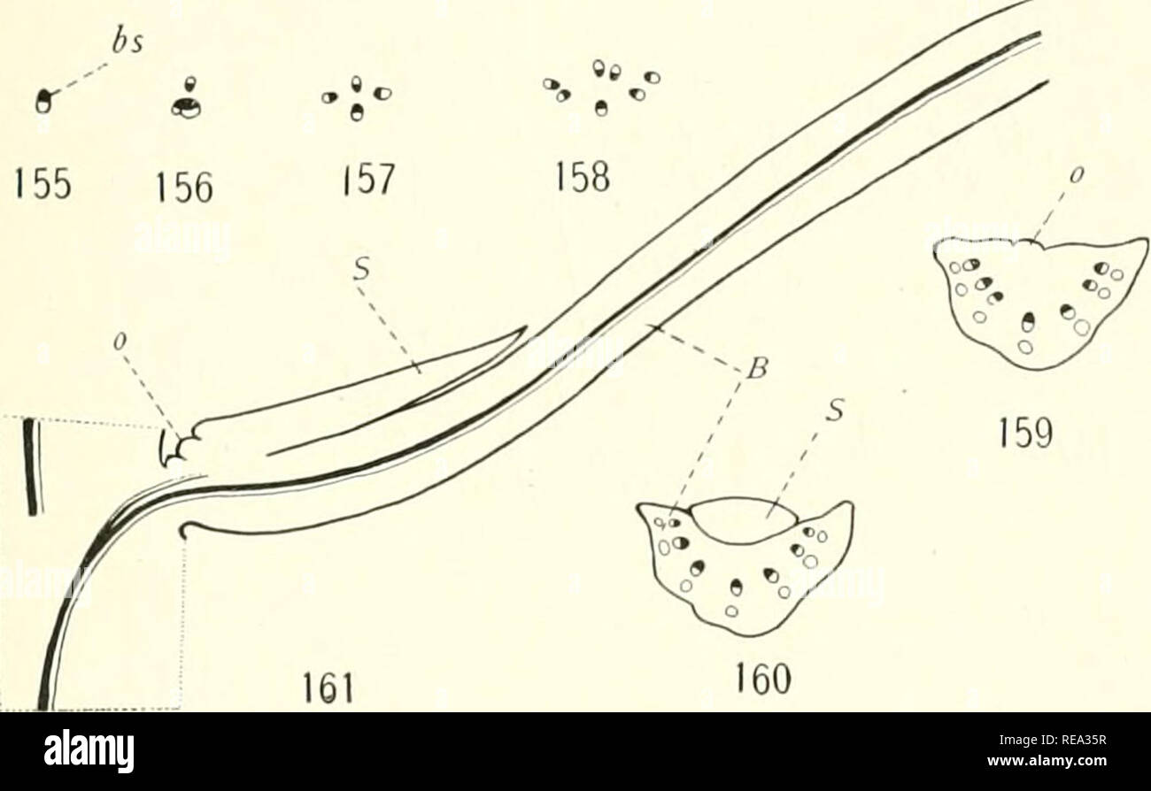 . Contributions from the Hull Botanical Laboratory. Plants. 1015] AASE ...